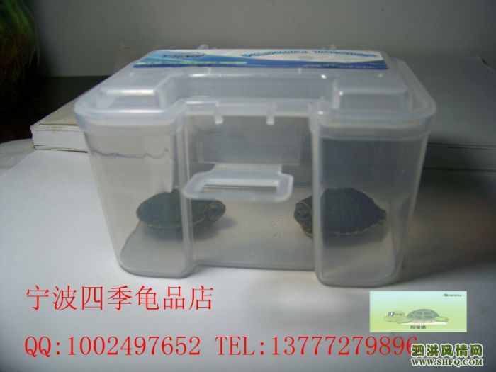 巴西龟苗批发,巴西龟苗出售包运输风险包成活