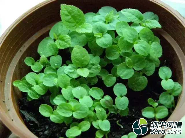 猕猴桃种子盆栽,简单三步,赶紧get起来吧! - 关注