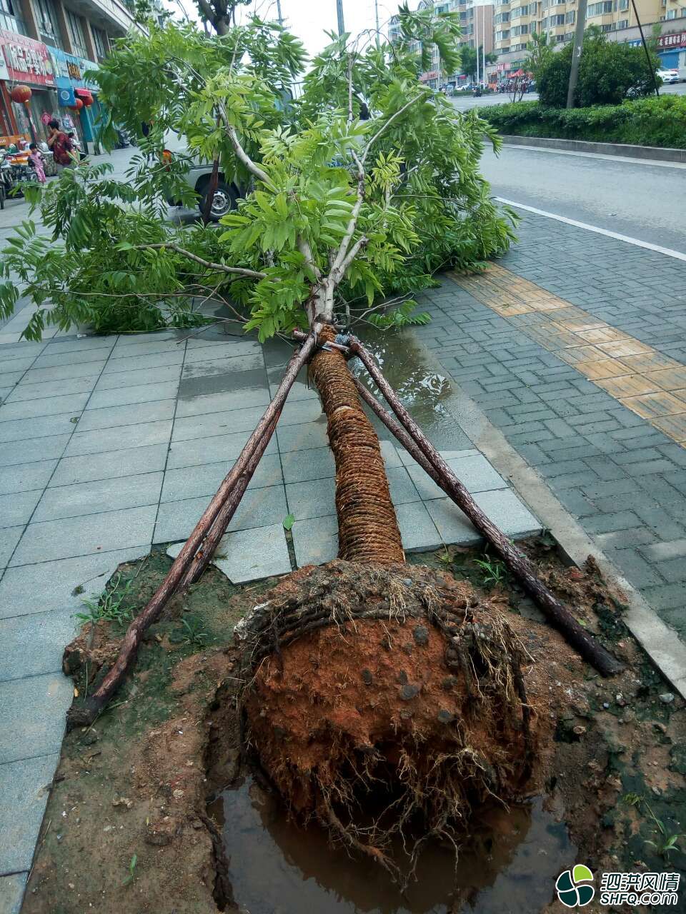 大风吹倒绿化树