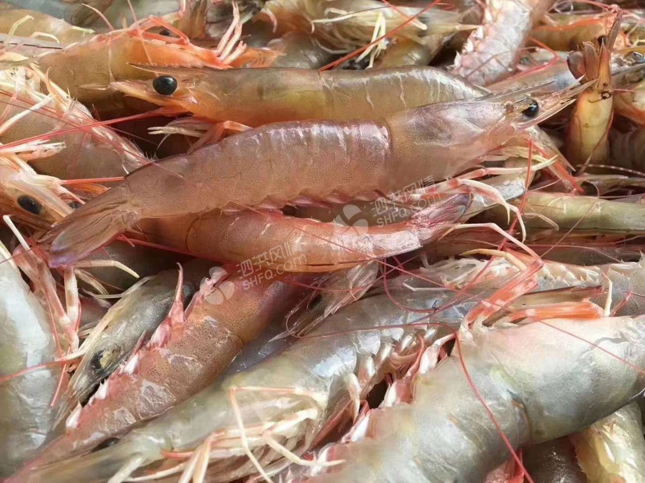 野生中沙卢虾 一斤30条左右