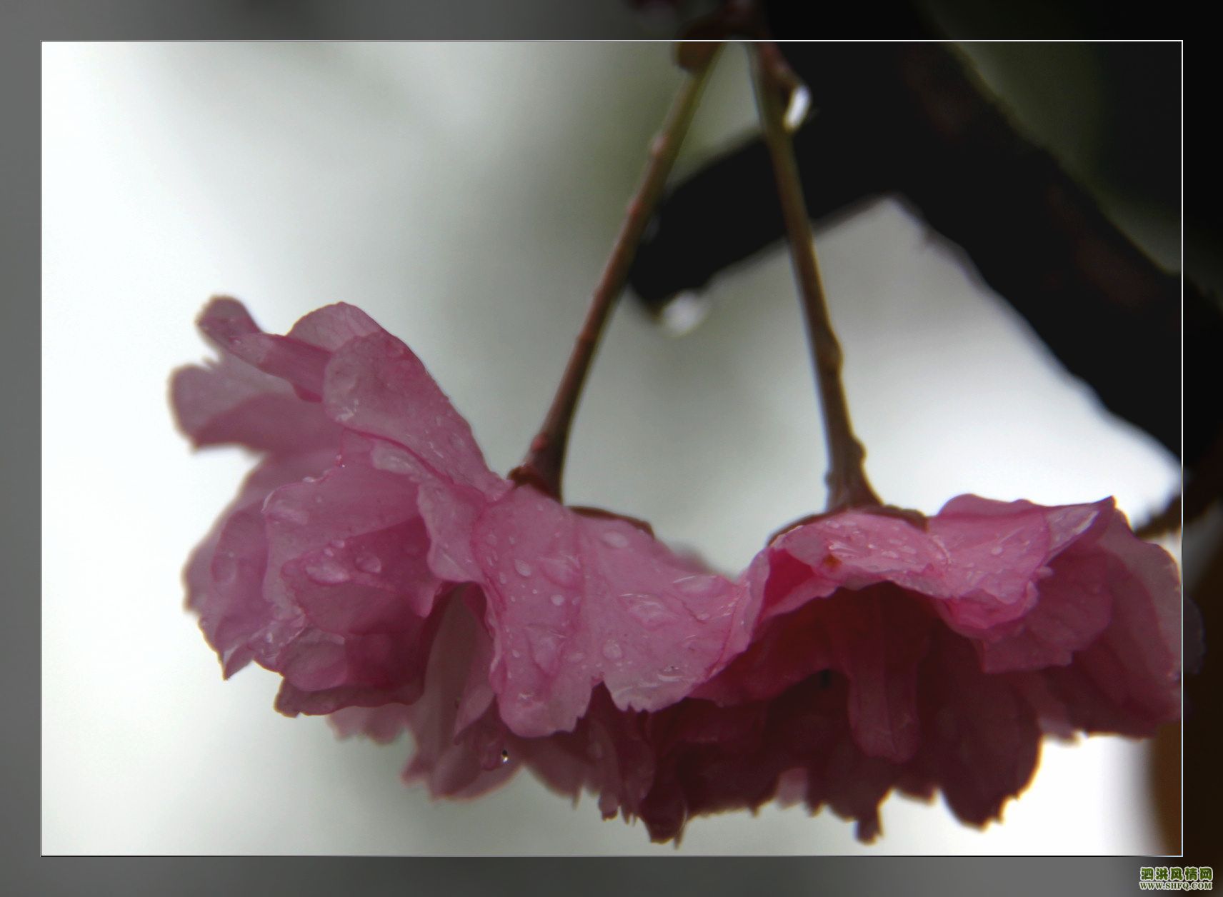 樱花泪高清