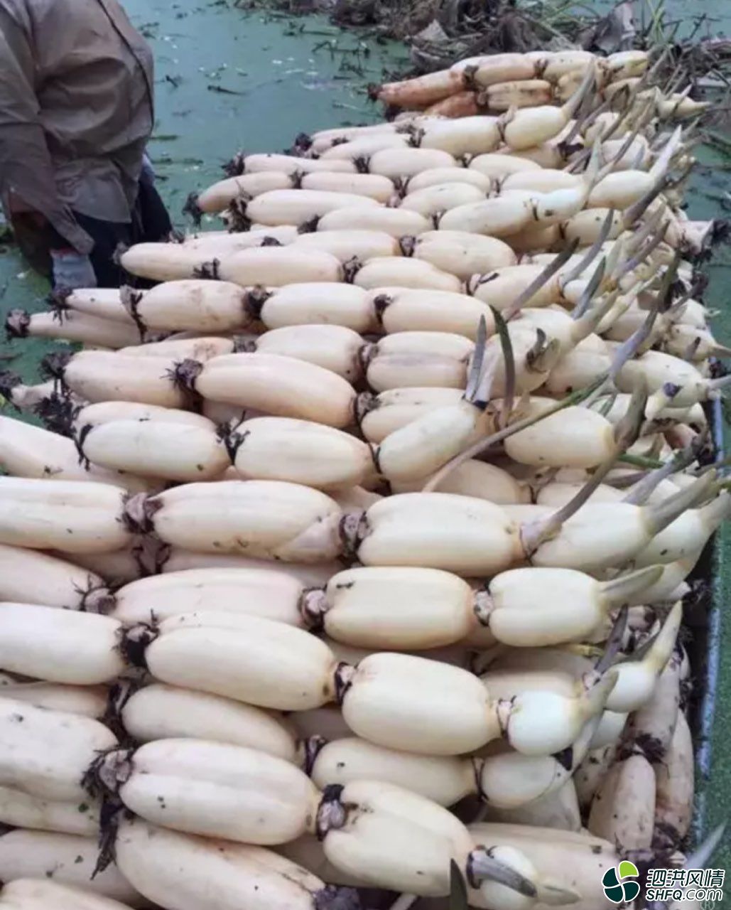 莲藕种植时间(莲藕种植时间长采挖出来的藕品质不好)